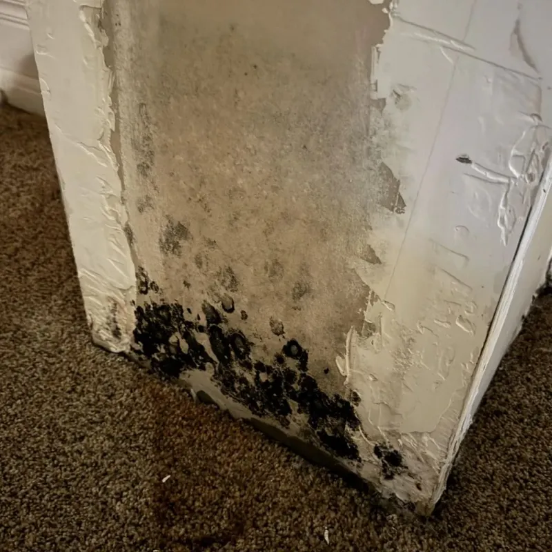 Professional Mold Removal in Saluda, SC